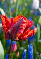 Tulip Parrot - Rasta Parrot